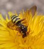 Nomada goodeniana
